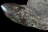 Polished Dinosaur Bone (Gembone) Section - Colorado #96432-1